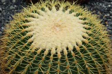 Bahçedeki kayanın üzerindeki büyük kaktüsü kapat.