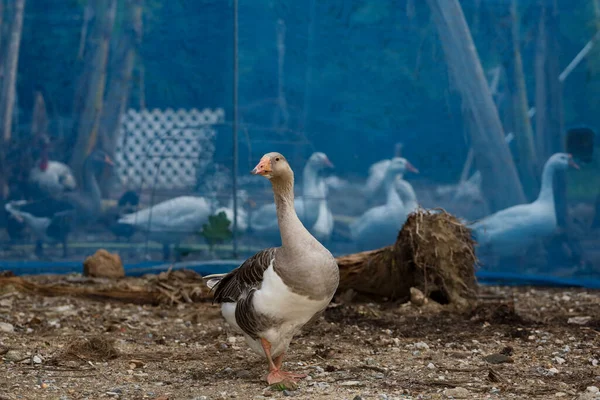 Gri kaz ve beyaz kaz grubu Tayland 'daki bahçede.