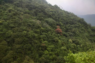 Tayvan 'daki ulusal parktaki orman ve dağ manzarası