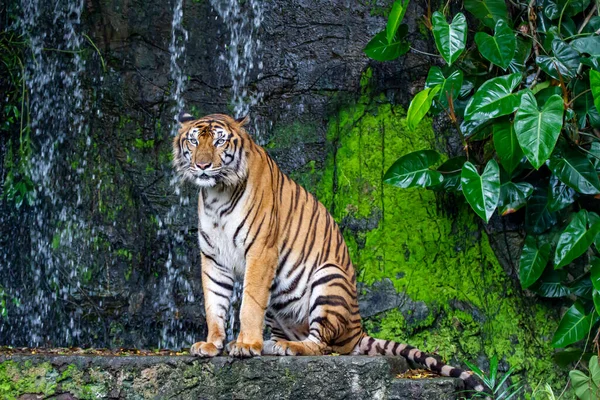 Tigre Está Sentado Frente Mini Cachoeira Tailândia — Fotografia de Stock