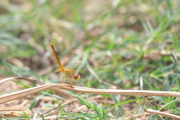 Libélula Palo Bosque Tailandia — Foto de Stock