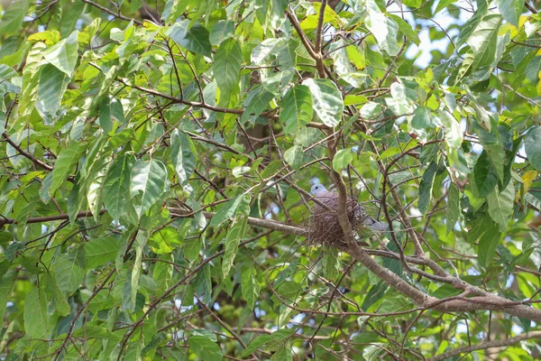황갈색 비둘기는 정원의 둥지에 — 스톡 사진