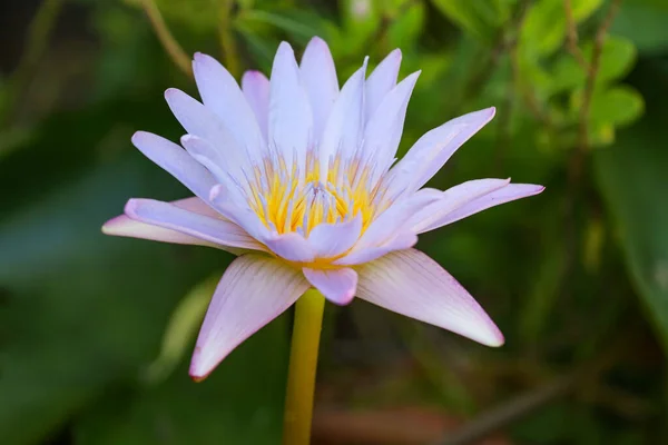 Close Lotus Flower Blue Purple Color Beautiful — Stock Photo, Image