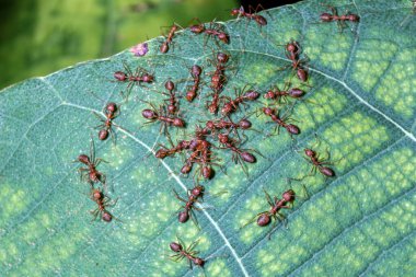 Tayland 'da yeşil yapraklı kırmızı karıncayı kapat.