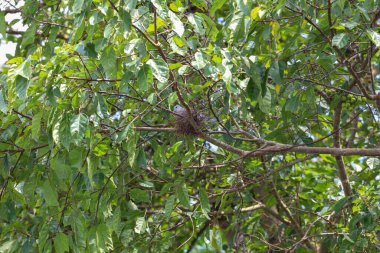 Kuş, Tayland 'daki doğa bahçesindeki ağaçta, kuru bir yuvada güvercindir.