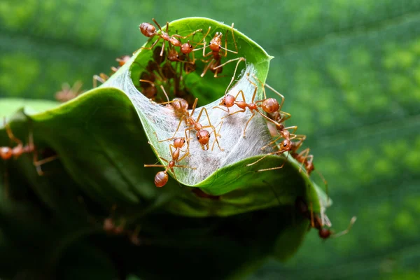 Group Red Nest Building Green Leaf — Stock Photo, Image