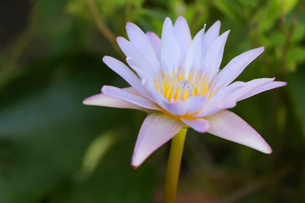 Close Lotus Flower Blue Purple Color Beautiful — Stock Photo, Image