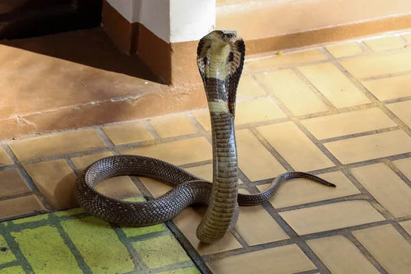 Gyönyörű Fekete Cobra Kígyó Cement Padlón Thaiföldön — Stock Fotó