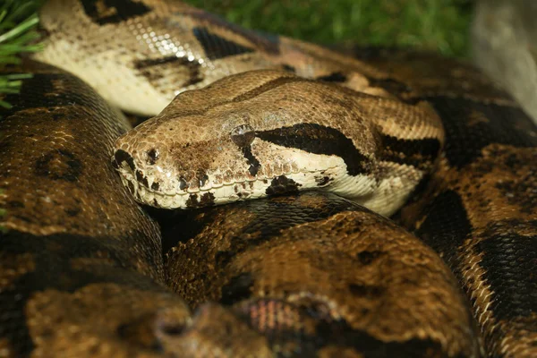 Macrokop Boa Constrictor Slang — Stockfoto