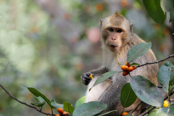 Nahaufnahme Der Affe Frisst Futter Auf Einem Baum Thailand — Stockfoto