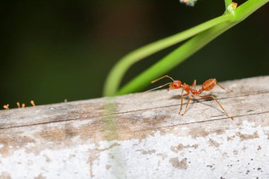 Tayland 'da kırmızı karıncayı bambuyla kaplayın.