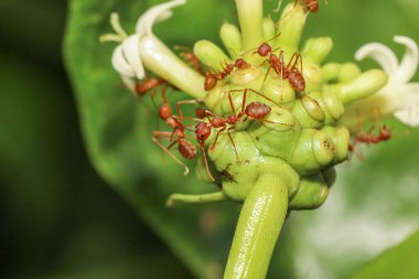 Tayland 'da doğaya yakın kırmızı karınca
