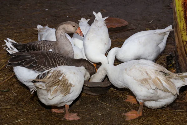 Group Goose Eatting Food Garden Ththailand — стоковое фото