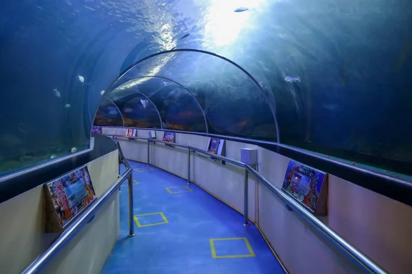 Prachuap Khiri Khan Thaïlande Octobre 2020 Promenade Dans Aquarium Waghor — Photo