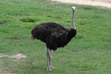 Devekuşu, Tayland 'daki bahçede dikiliyor.