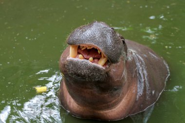 Cüce su aygırını suya kapat. 