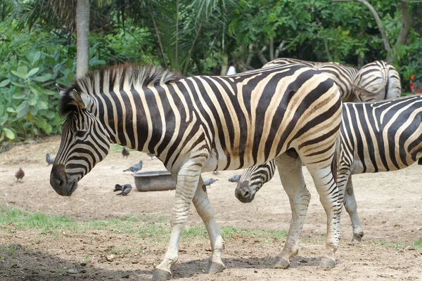 Close Head Zebra Garden — Stock Photo, Image
