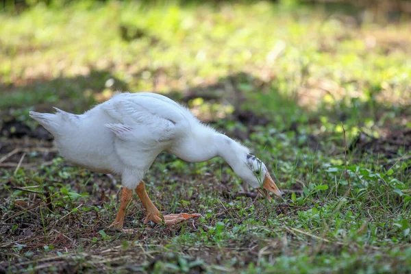 Baby Goose Eatting Grass Garden — Stock Photo, Image
