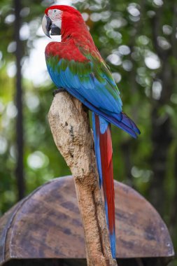 Kırmızı papağan kuşu bahçede dinleniyor.