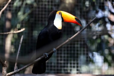 Ahşap ağaçtaki Toco Toucan kuşu