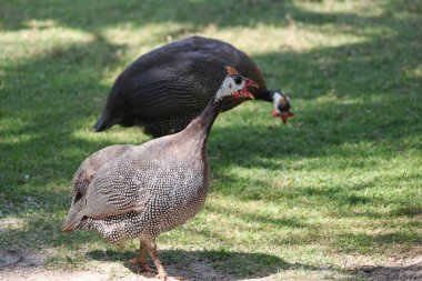 Gine baykuşu, ağacın altındaki doğa bahçesinde dinleniyor.