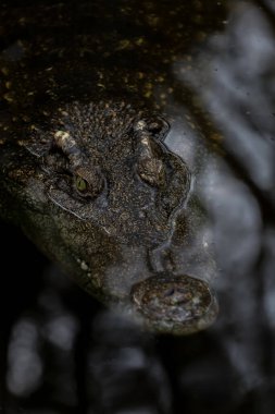 Nehirde timsah kafası var. 