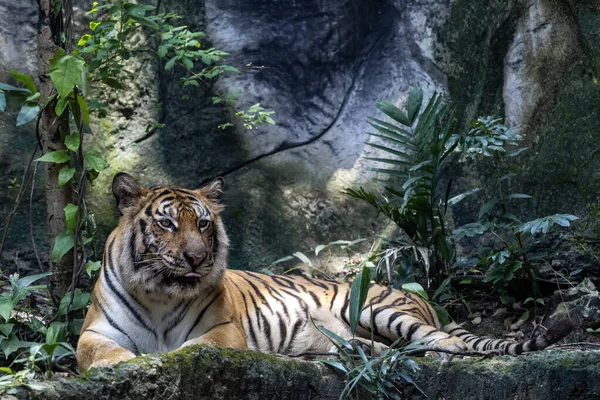 Bengal kaplanı çok güzel bir hayvandır ve ormanda tehlikelidir.