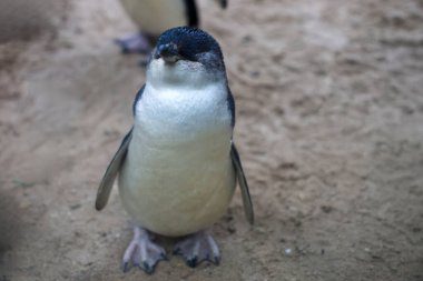 Peri pengueni ya da mavi penguen çok şirin ve yerel bir hayvandır.