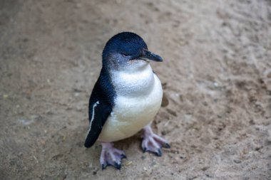 Peri pengueni ya da mavi penguen çok şirin ve yerel bir hayvandır.
