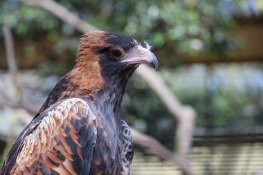 Siyah göğüslü akbaba Avustralya 'da doğada bir yırtıcıdır.