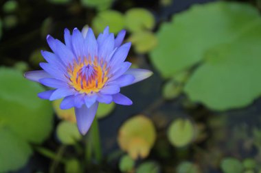 Mor lotus Havzası ve lotus yaprakları arka plan vardır.