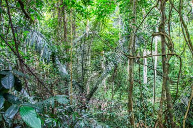 Ortasında büyük ağaç ve güzel doğa doğal arka plan yolculuk
