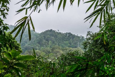 Ortasında büyük ağaç ve güzel doğa doğal arka plan yolculuk