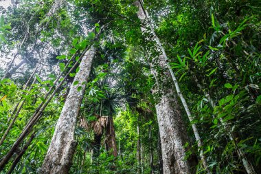 Ortasında büyük ağaç ve güzel doğa doğal arka plan yolculuk