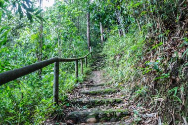 Ortasında büyük ağaç ve güzel doğa doğal arka plan yolculuk