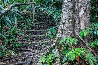 Ortasında büyük ağaç ve güzel doğa doğal arka plan yolculuk