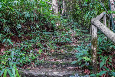 Ortasında büyük ağaç ve güzel doğa doğal arka plan yolculuk