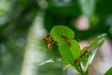 Doğal arka plan arka plan doğadan yeşil sebzelerin benim arka bahçesinde turuncu karınca doğal yeşil yaşam döngüsü yaprak yeşil arka plan üzerinde yaprakları yeşil.