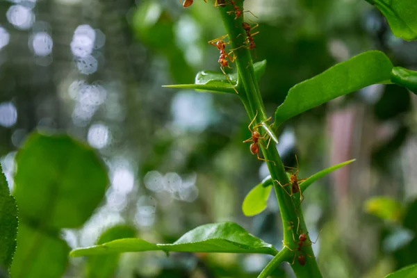 Natürlicher Hintergrund Grüner Hintergrund Aus Der Natur Grüne Blätter Von — Stockfoto