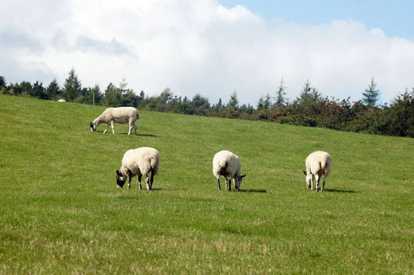 Sheep Herd Feeding Grassland — Stock Photo, Image