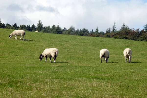 Sheep Herd Feeding Grassland — Stock Photo, Image