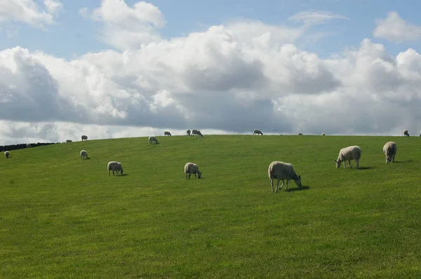 Mandria Pecore Nutre Pascoli — Foto Stock
