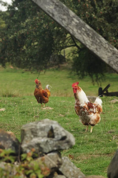 Freies Huhn Und Hahn Auf Gras — Stockfoto