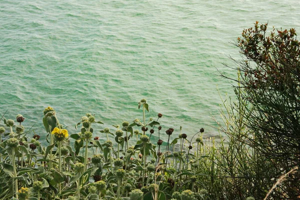 Dzikie Kwiaty Wybrzeżu Morza Adriatyckiego — Zdjęcie stockowe