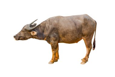  Beyaz arka planda Tay Buffalo beyaz arka planda Buffalo Tayland görüntü izole Buffalo