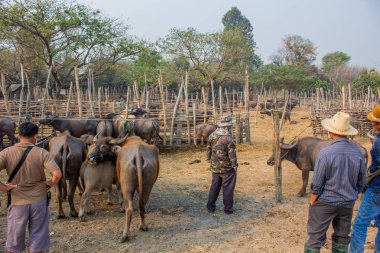  Arka planda çiftlik Buffalo Tayland görüntü Tay Buffalo gruptaki buffalo