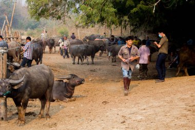  Arka planda çiftlik Buffalo Tayland görüntü Tay Buffalo gruptaki buffalo