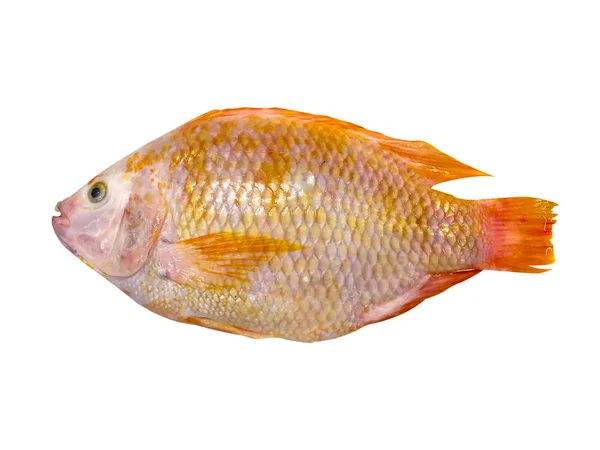 Pesce Rubino Mercato Alimentari Freschi Pesce Rubino Isolato Sfondo Bianco — Foto Stock
