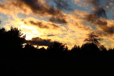 Ağaçlar üzerinde gün batımı gülen 