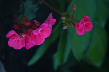 Bahçede büyüyen pembe çiçekler 